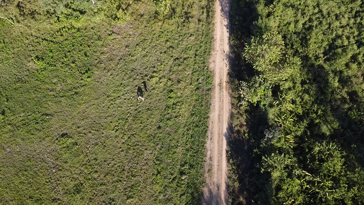Camino