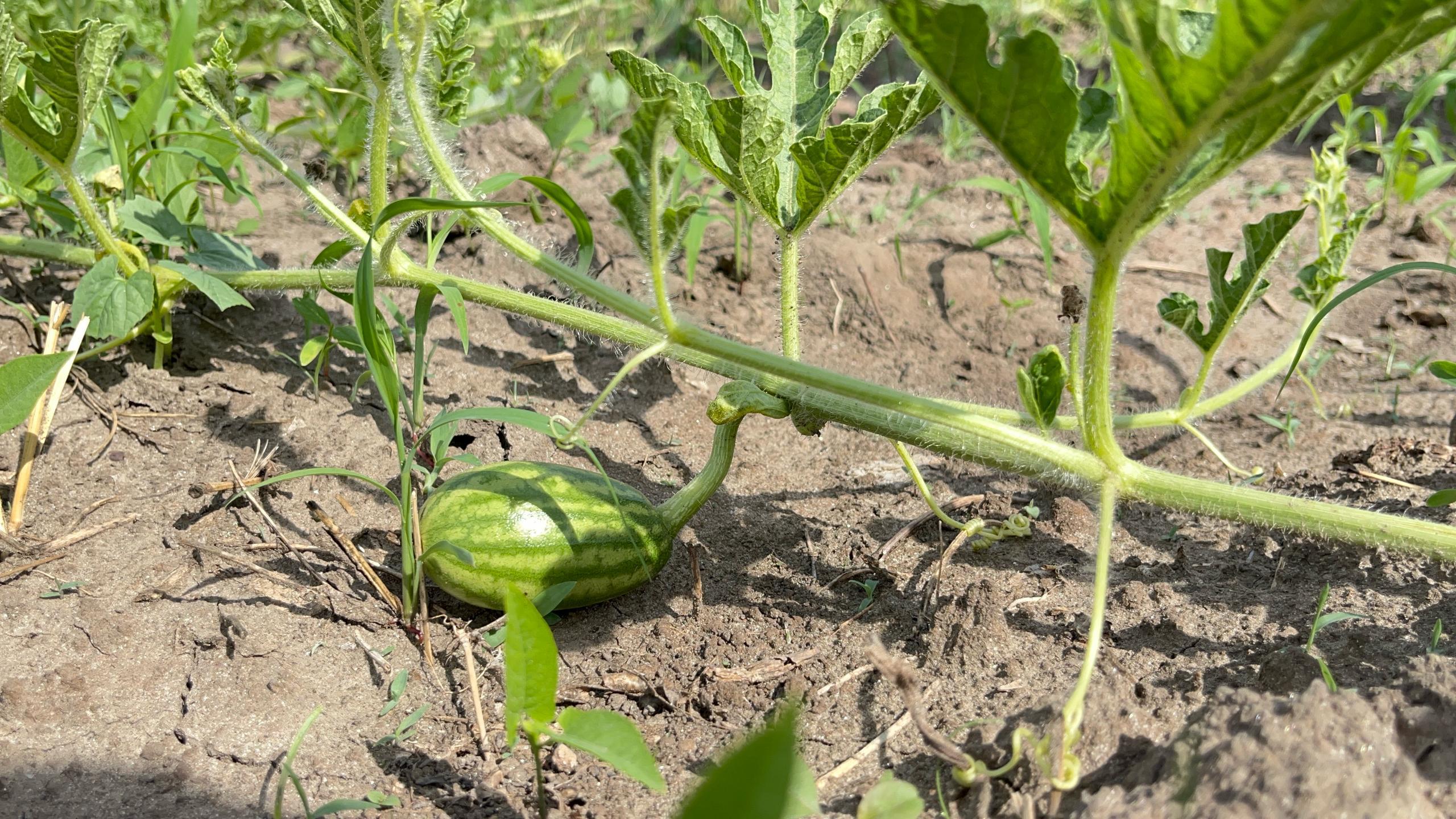 patilla