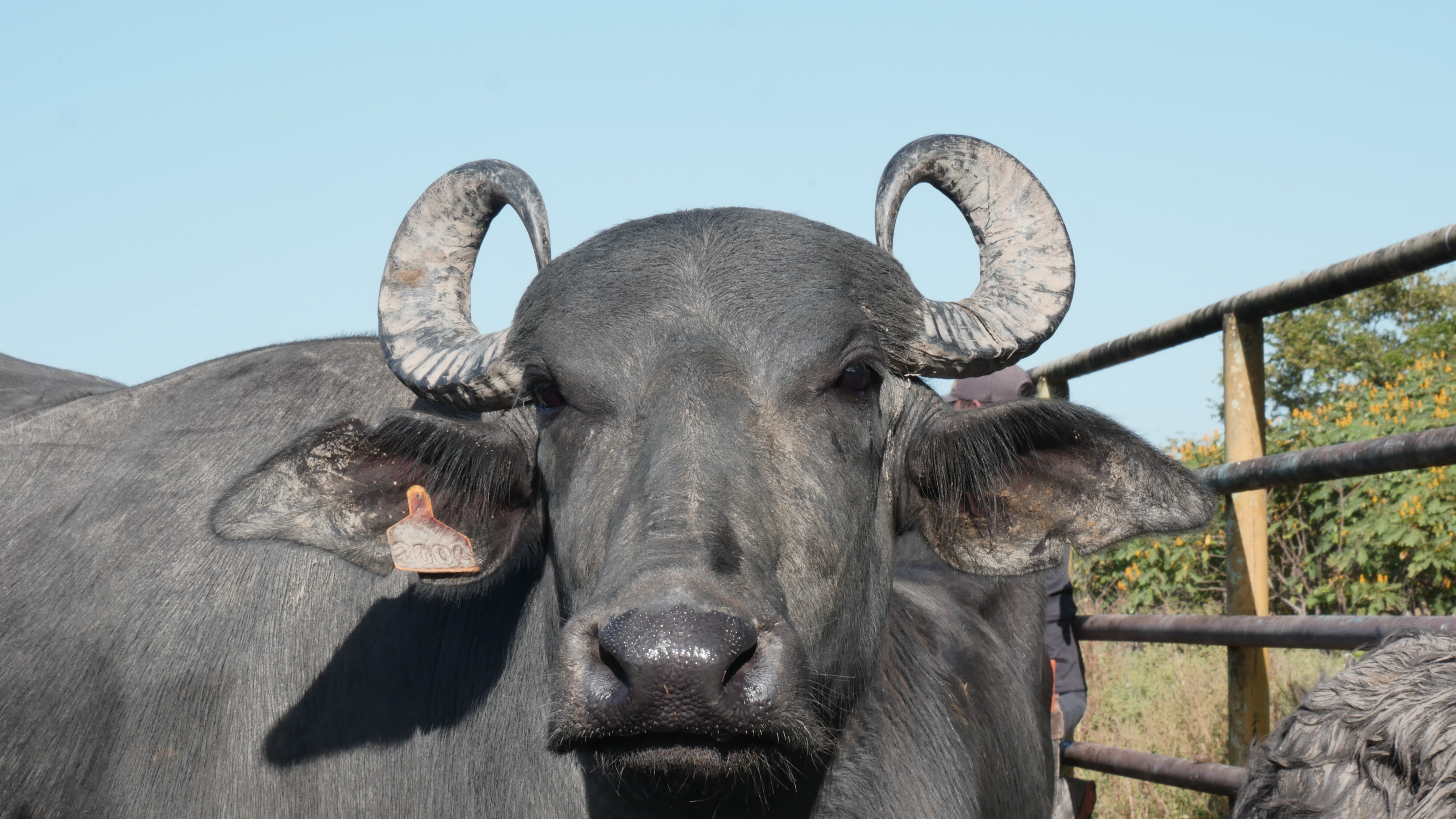 Toro