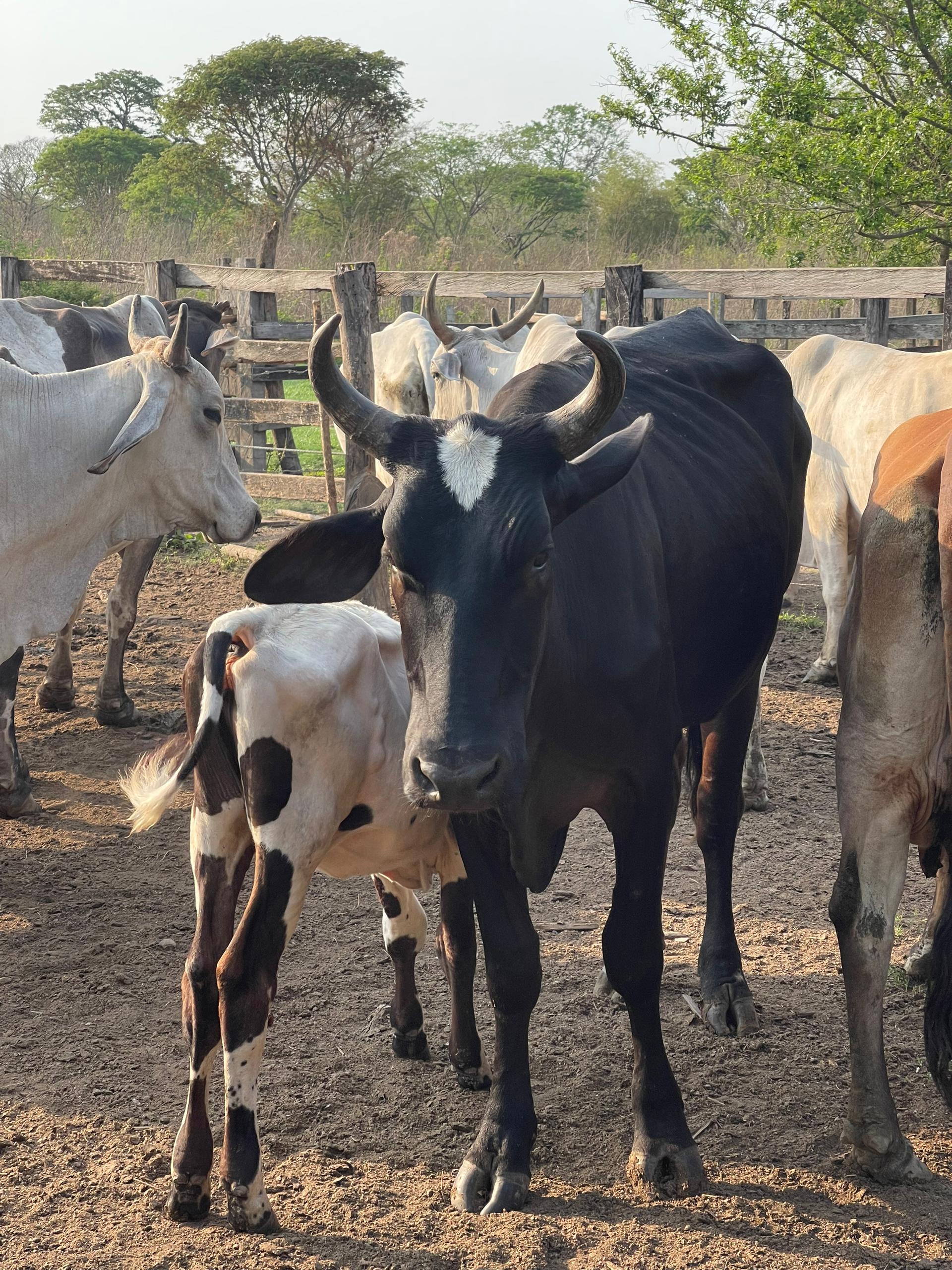 Vacas